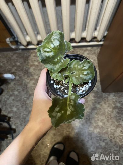 Хлорофитум,фиалка, сансевиерия, эпифиллум