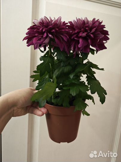 Хризантемы цветущие в горшках