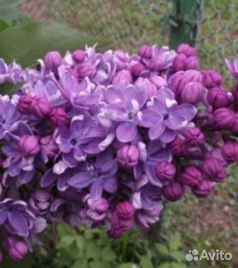 Сирень сортовая