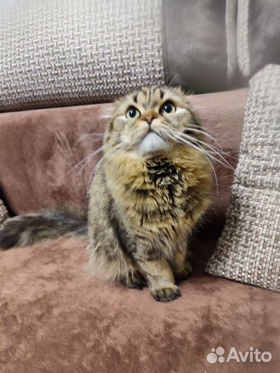 Кот на вязку