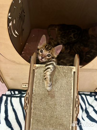 Бенгальские котята