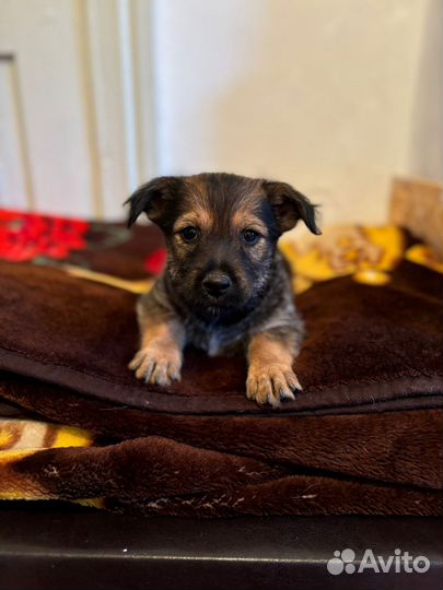 Собака в добрые руки отдам бесплатно