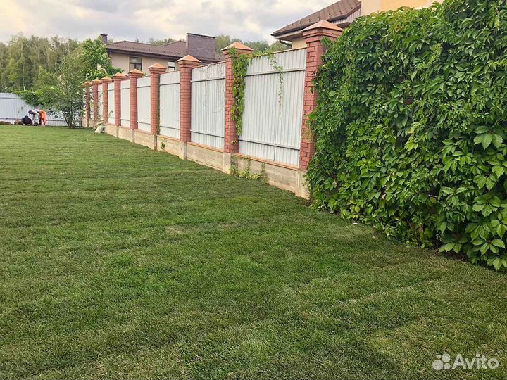 Рулонный газон мятлик