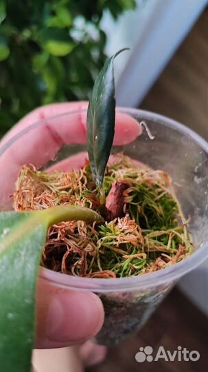 Фикус абиджан