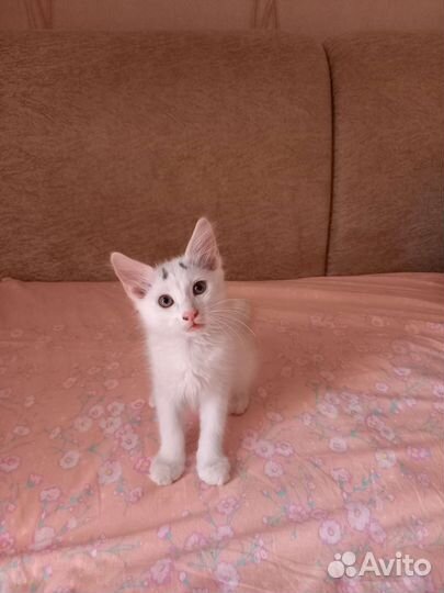 Кошки в добрые руки бесплатно