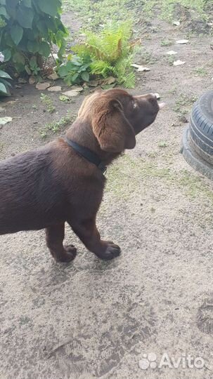 Лабрадор ретривер