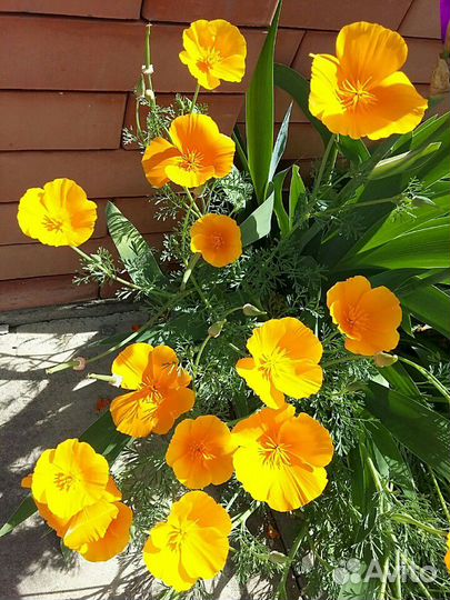 Растения уличные