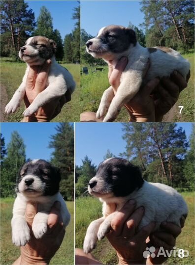 Щенки алабая