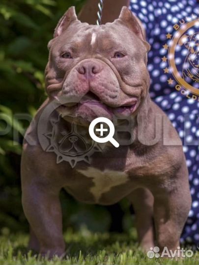 Американский булли