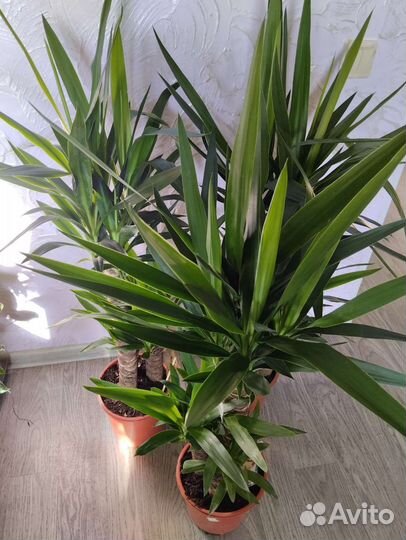 Пальма юкка