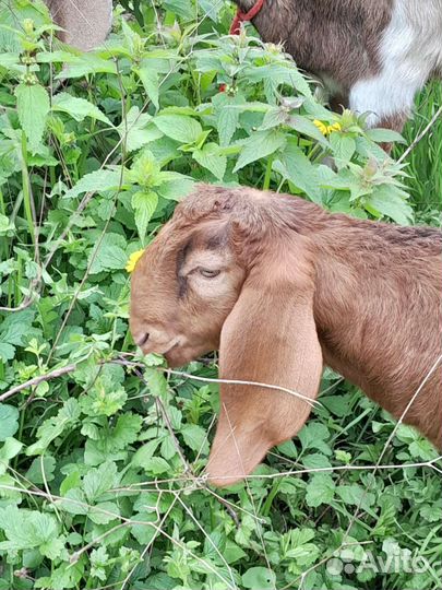 Нубийские козы