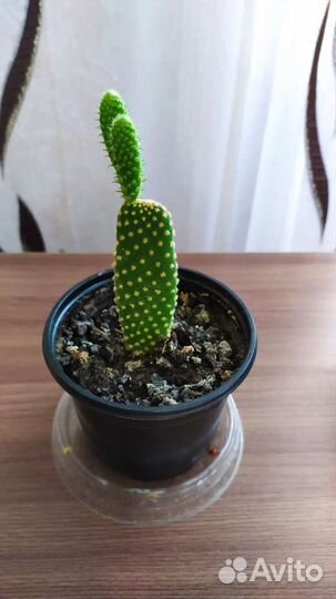Кактус