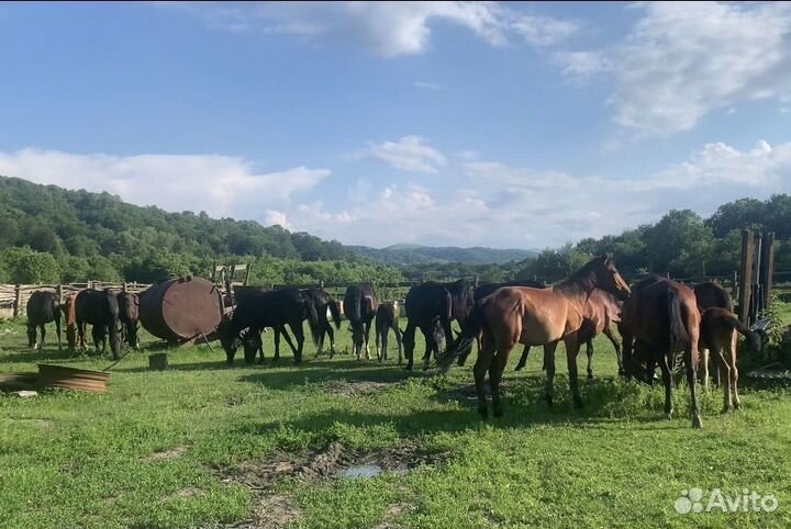 Продажа коней