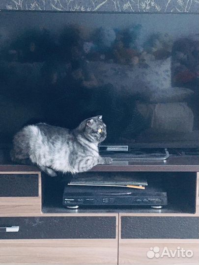 Шотландская кошка бесплатно