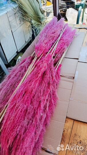 Пампасная трава