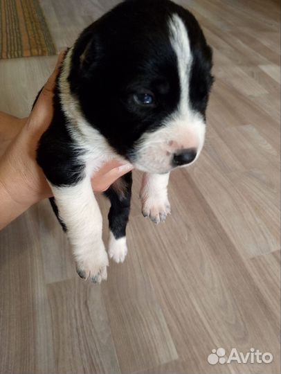 Среднеазиатская овчарка алабай щенки