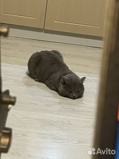 Британец в добрые руки