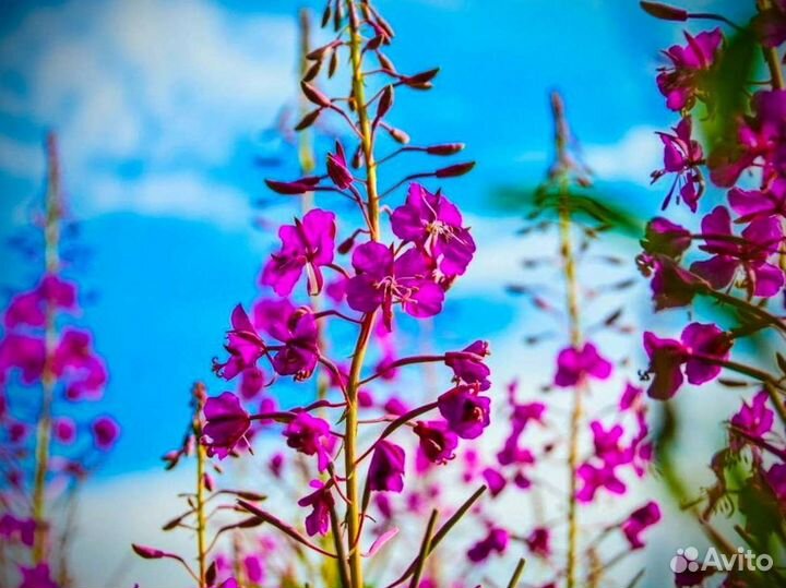 Иван-чай 1 кг ферментированный 2О23 для зож, 2023