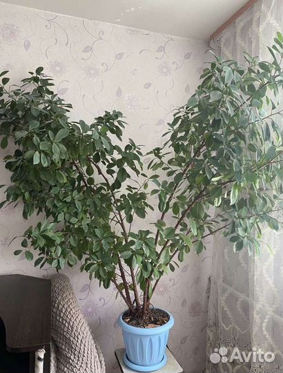 Фикус бенджамина большой