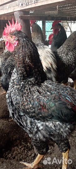 Продаю петухов