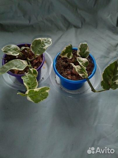 Филодендрон и эпипремнум