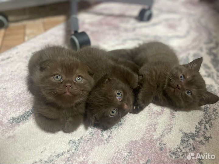 Шотландский вислоухий кот вязка