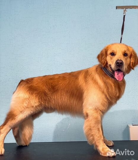 Груминг. Стрижка собак и кошек