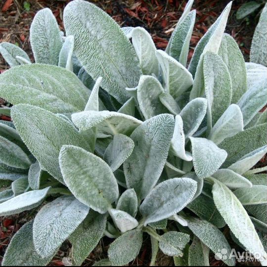 Стахис шерстистый