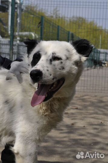 Среднеазиатская овчарка в добрые руки