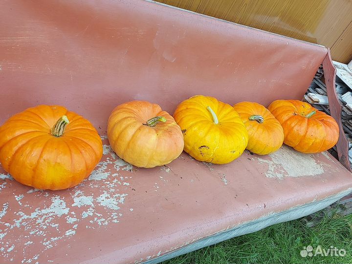 Тыква большая