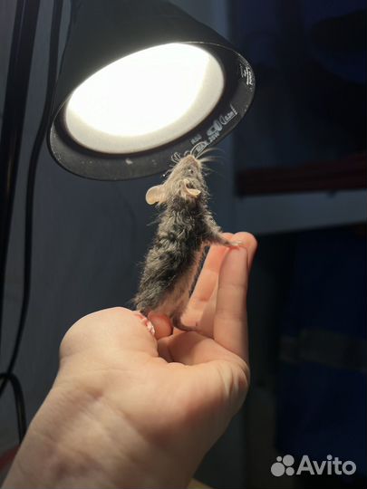 Декоративные мышки