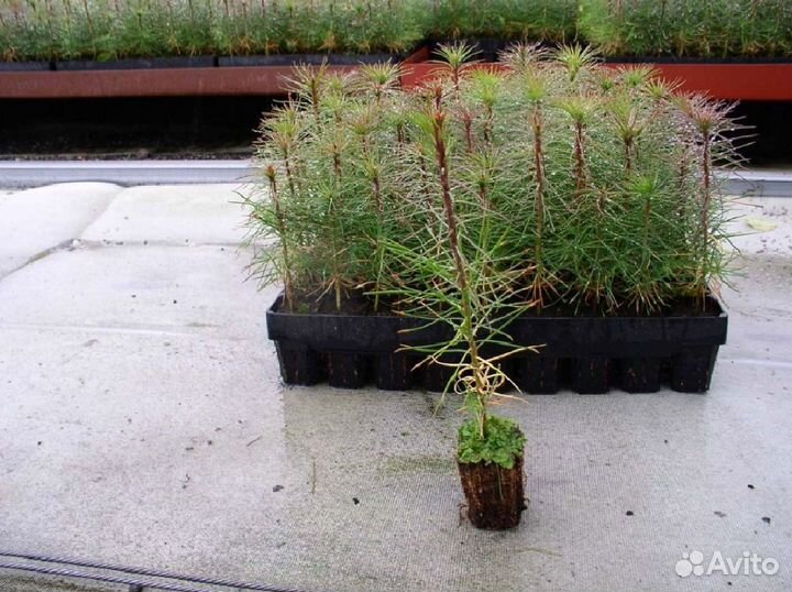 Сосна обыкновенная, сеянцы окс, лесовосстановление