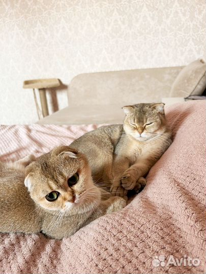 Шотландская вислоухая