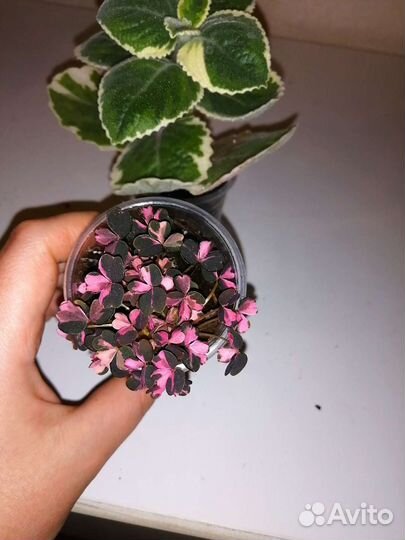 Кислица вариегатная и мята комнатная вариегатная