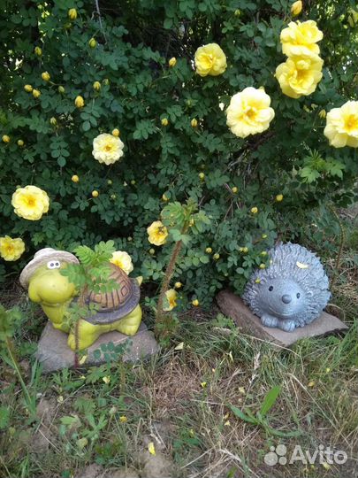 Роза плетистая