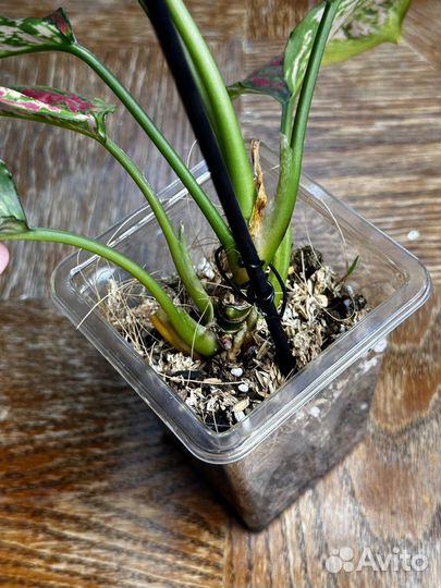 Аглаонема анимани триколор