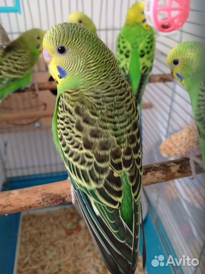Волнистые попугаи и птенцы с доставкой