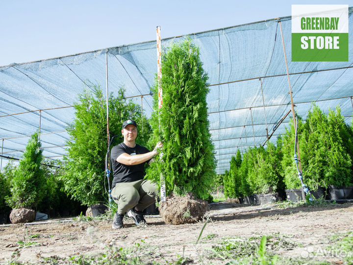 Туя колумна 1,8 м свежая копка 2023