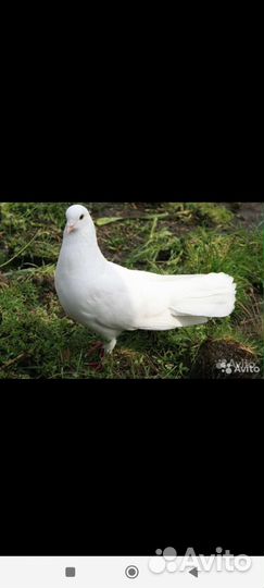 Белые голуби, свадебные голуби