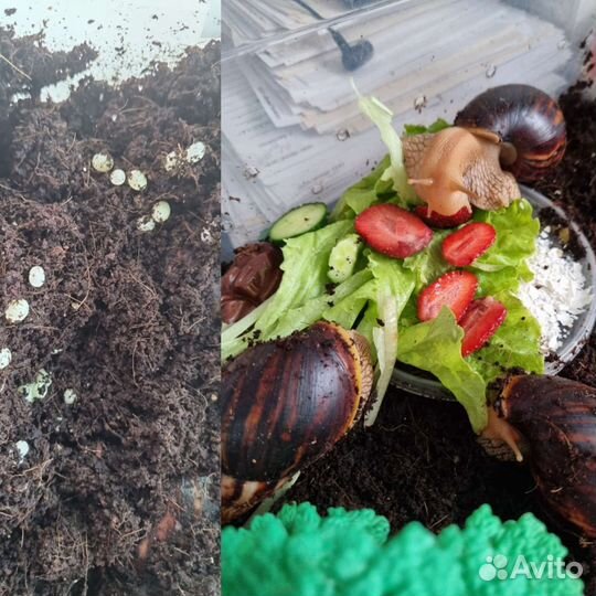 Улитки ахатины