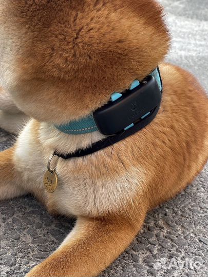 GPS трекер на собак