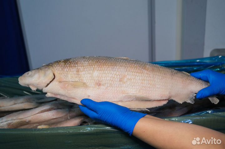 Сиг северный свежемороженый