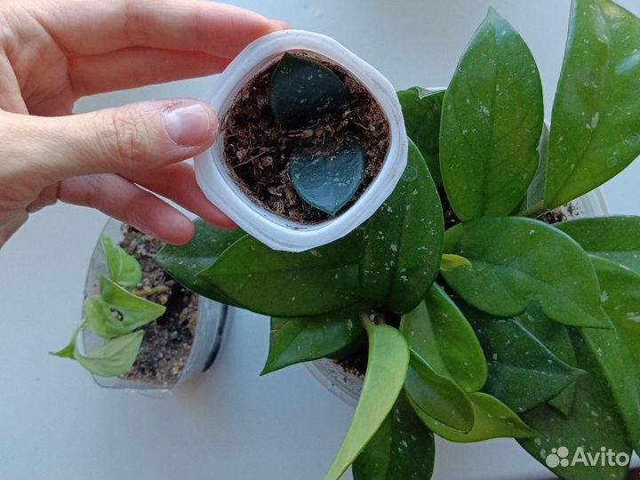 Хойи Карноза, триколор, Вайети, Кримсон Квин