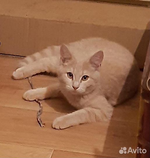 Котята отдам в хорошие руки бесплатно