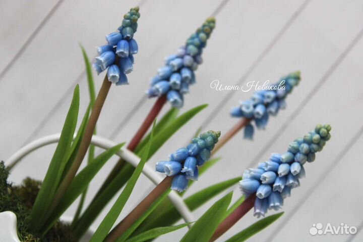 Мускарики цветы