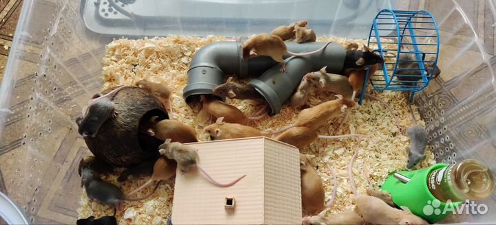 Декоративные мышки