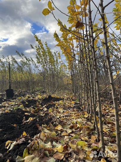 Саженцы яблони