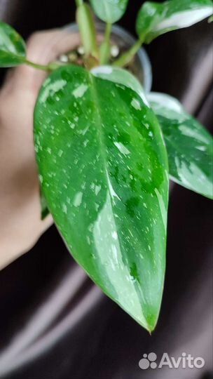 Филодендрон white princess