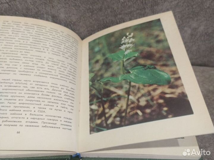 Лесные травы. А. Стрижев. 1979 год