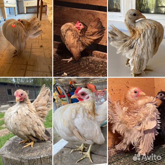 Кохинхины карликовые,Серама,Шамо,Бантам Ява